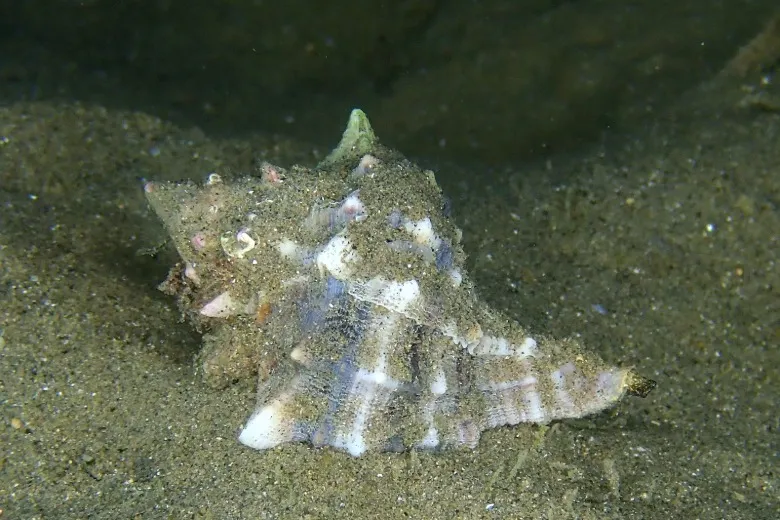 Hexaplex trunculus