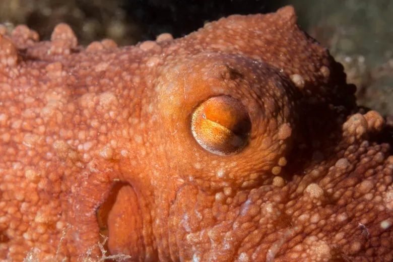 Pinnoctopus macropus