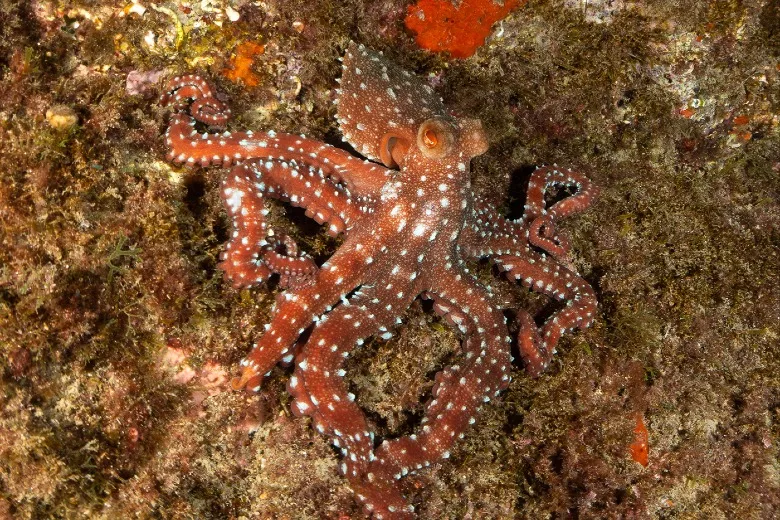 Pinnoctopus macropus