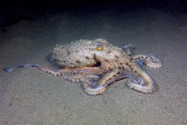 Eledone moschata