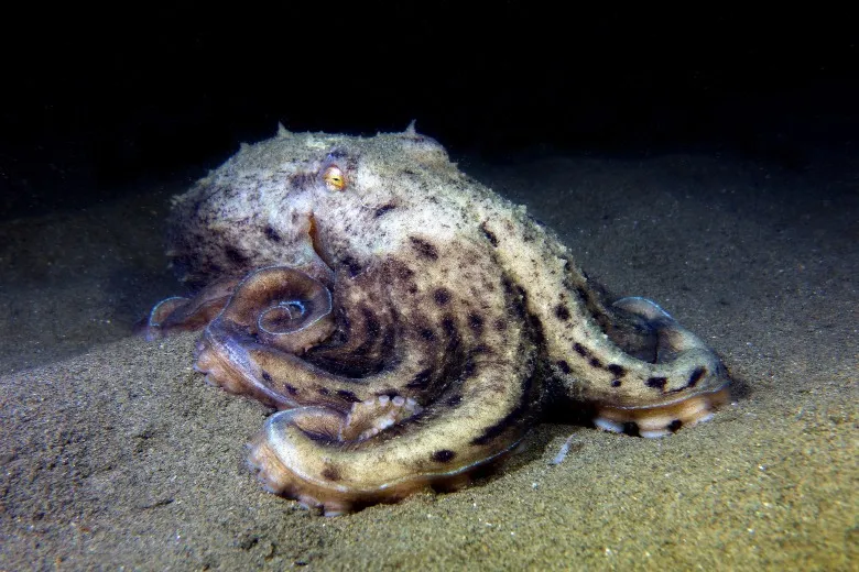 Eledone moschata