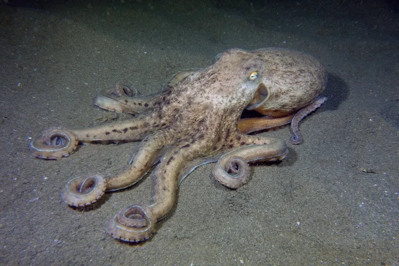 Eledone moschata