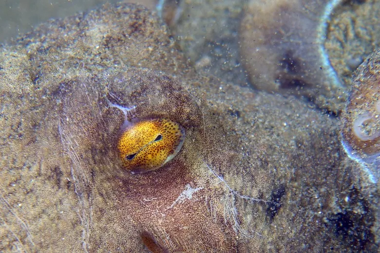 Eledone moschata
