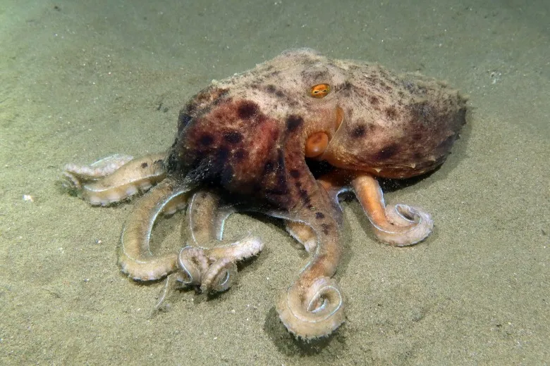 Eledone moschata