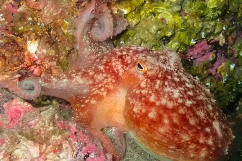 Eledone cirrhosa
