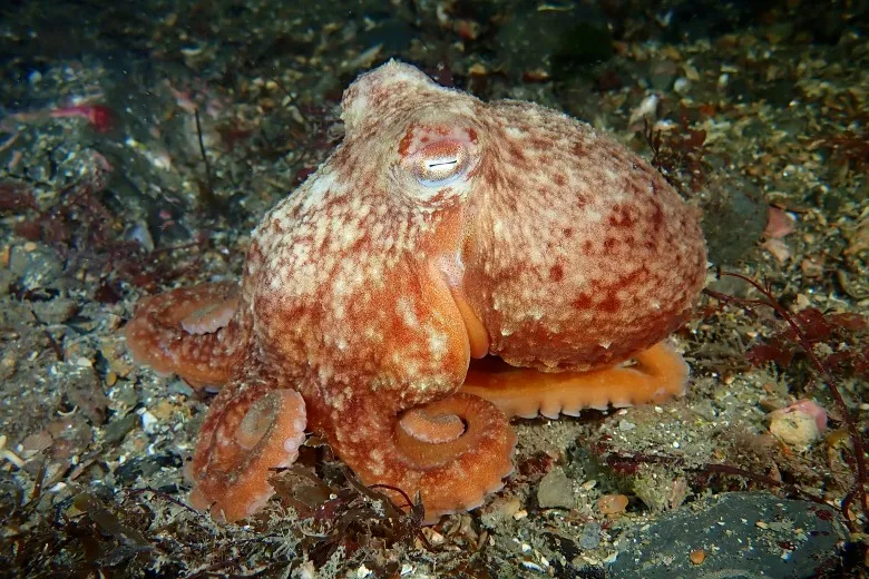 Eledone cirrhosa