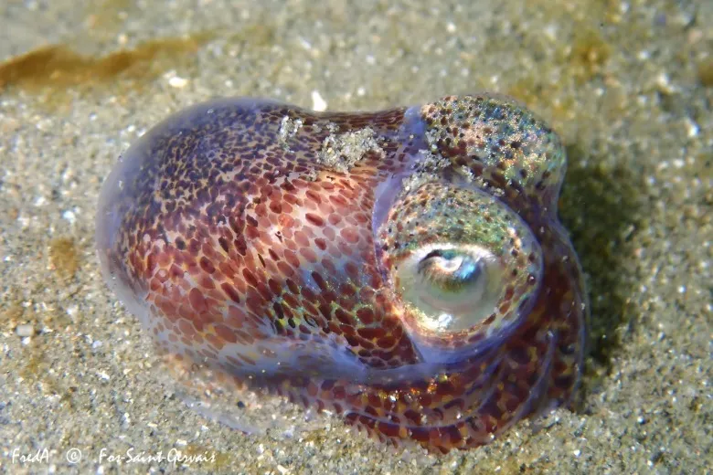 Sepiola rondeletii
