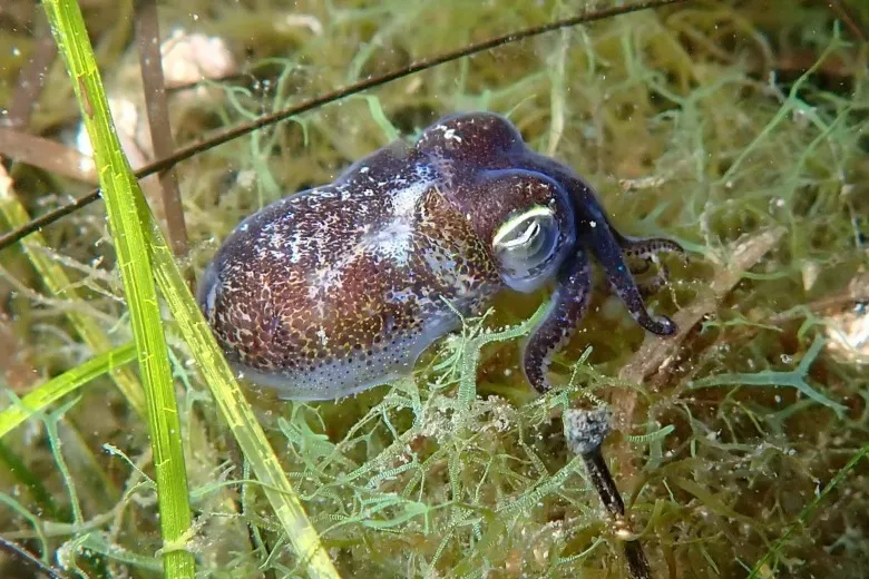 Sepiola rondeletii