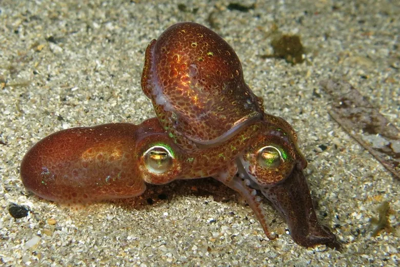 Sepiola rondeletii