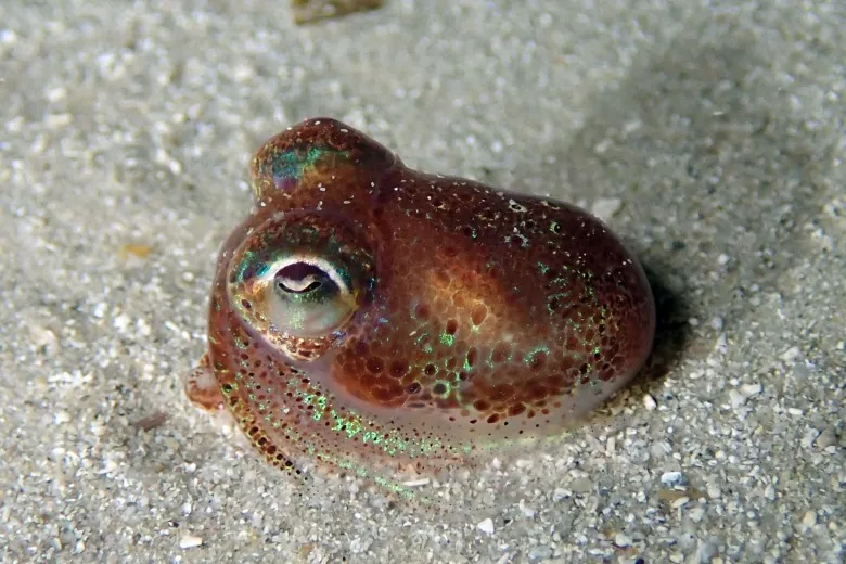 Sepiola rondeletii