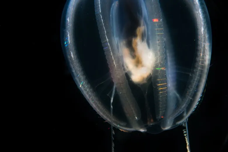 Pleurobrachia pileus