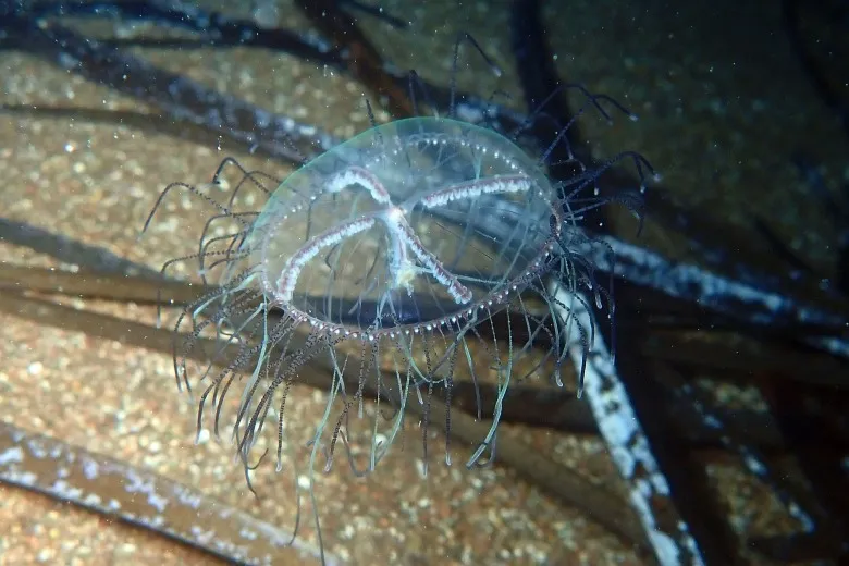 Olindias muelleri