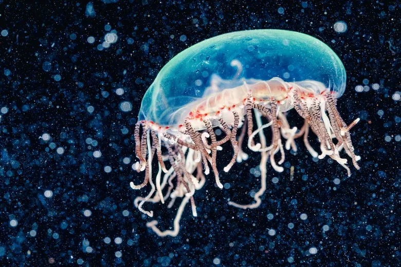 Olindias muelleri
