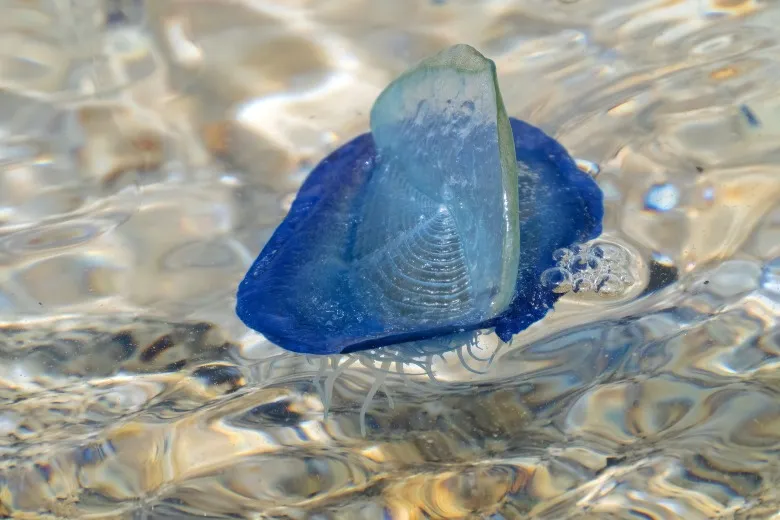 Velella velella