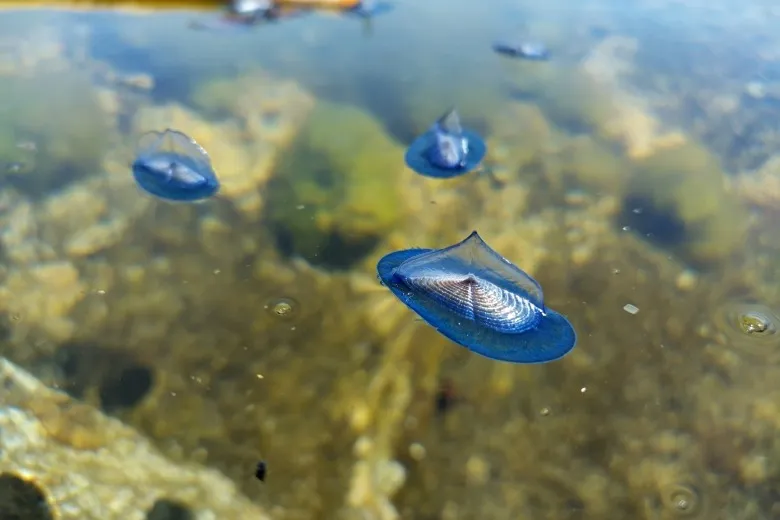 Velella velella