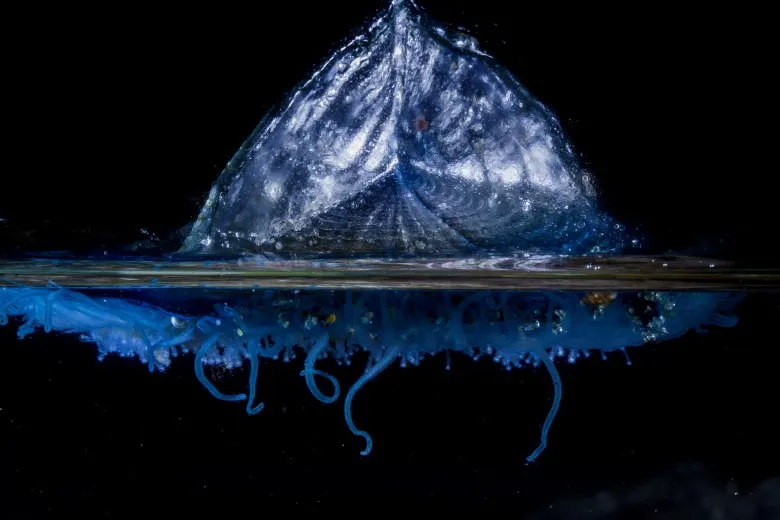Velella velella