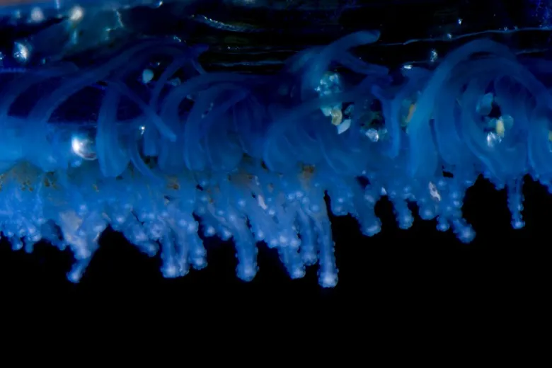 Velella velella