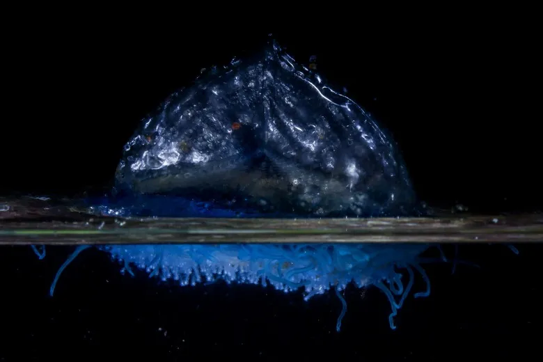 Velella velella