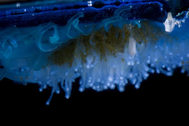 Velella velella