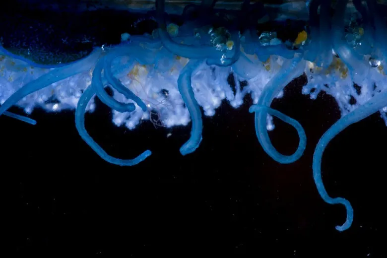 Velella velella