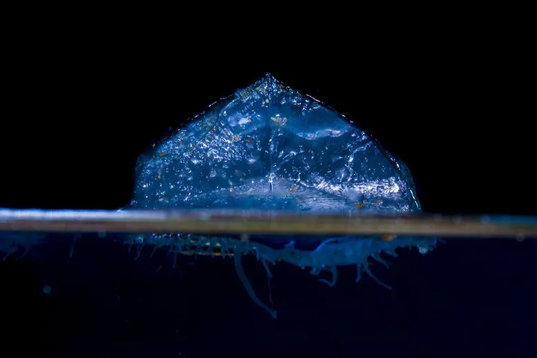 Velella velella