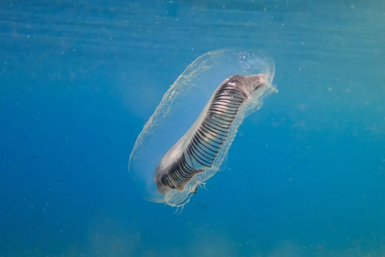 Aequorea forskalea
