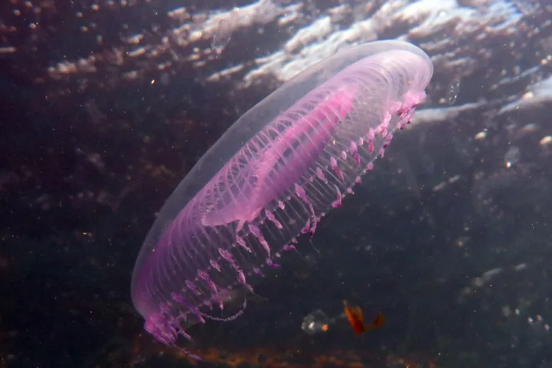 Aequorea forskalea