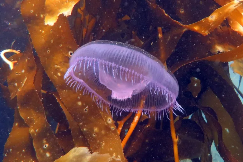 Aequorea forskalea
