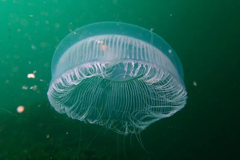 Aequorea forskalea