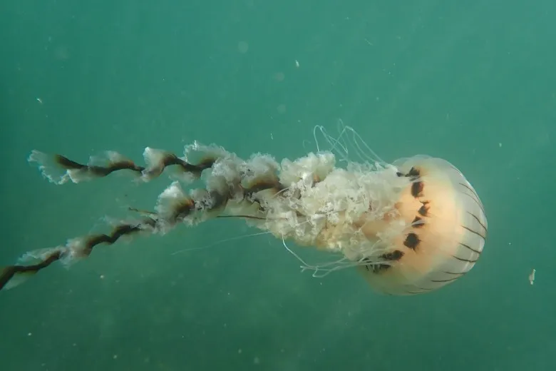 Chrysaora hysoscella