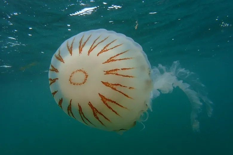 Chrysaora hysoscella