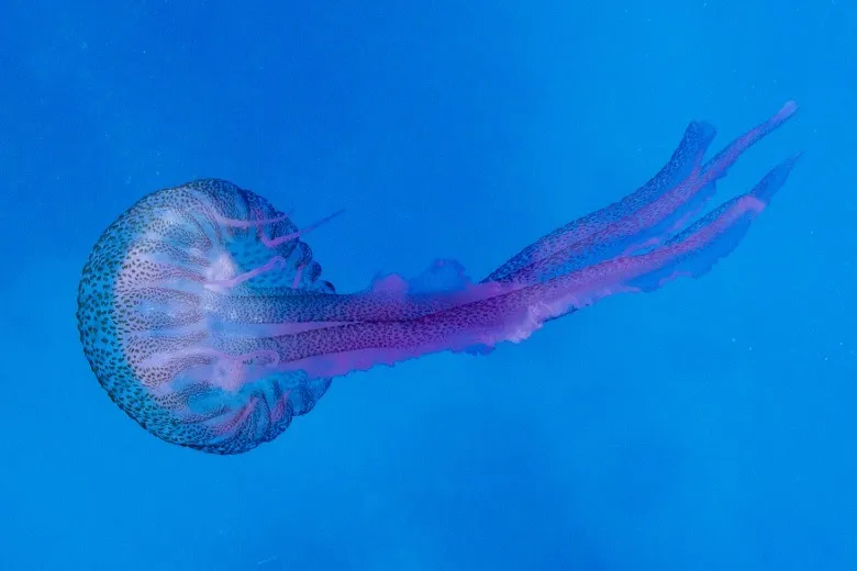 Pelagia noctiluca