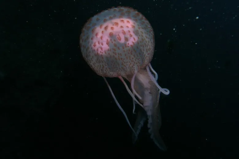 Pelagia noctiluca