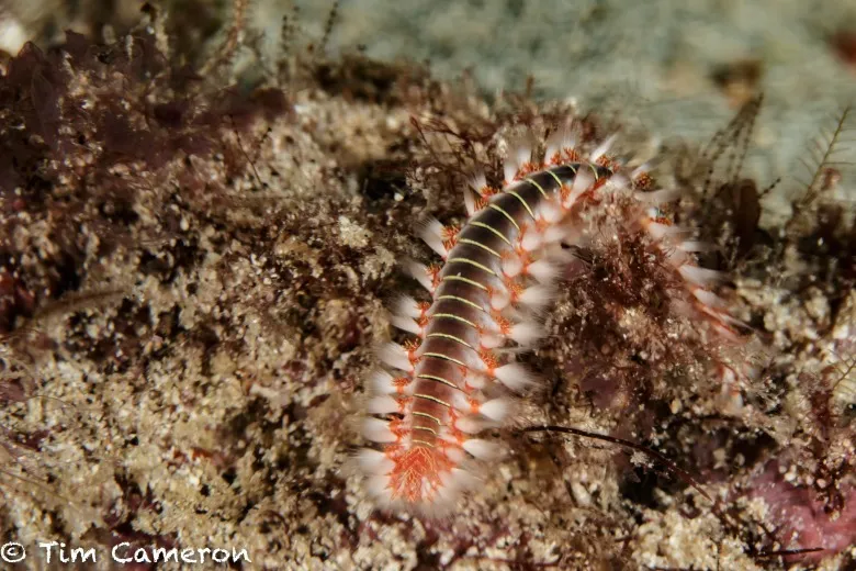 Hermodice carunculata