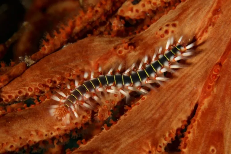Hermodice carunculata