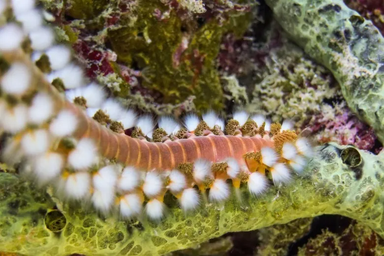 Hermodice carunculata
