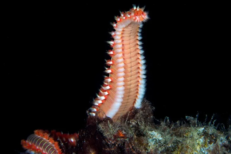 Hermodice carunculata