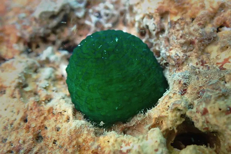 Bonellia viridis