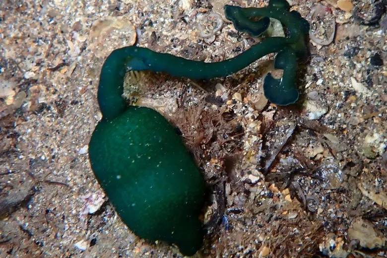 Bonellia viridis