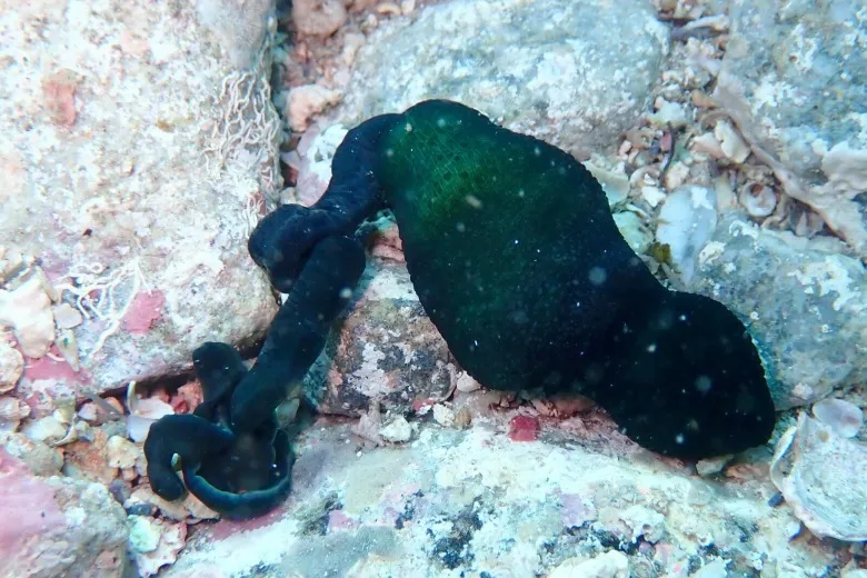 Bonellia viridis