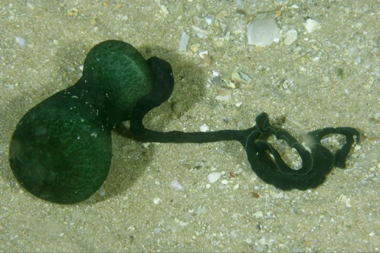 Bonellia viridis