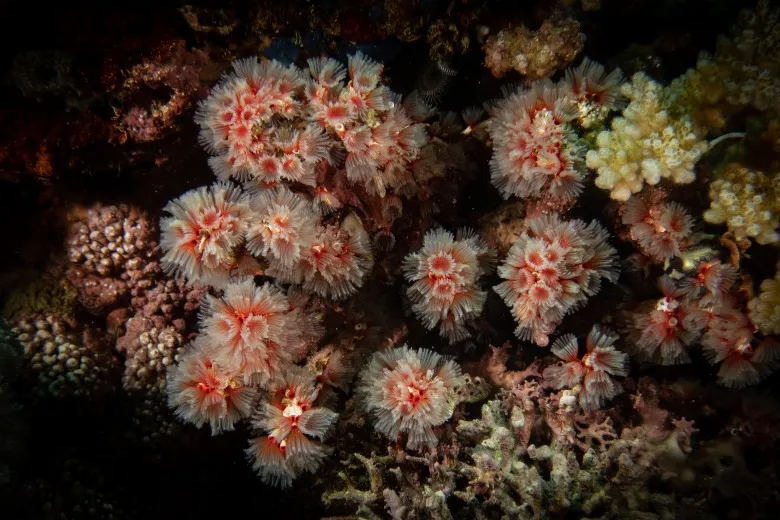 Filograna implexa