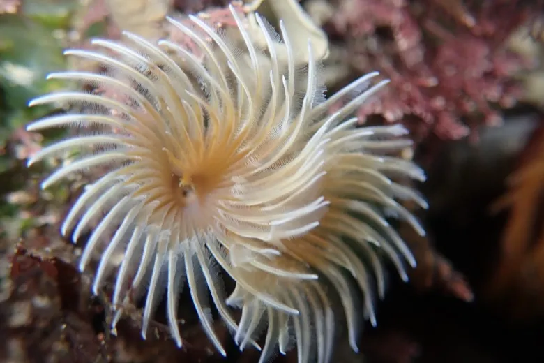 Bispira volutacornis