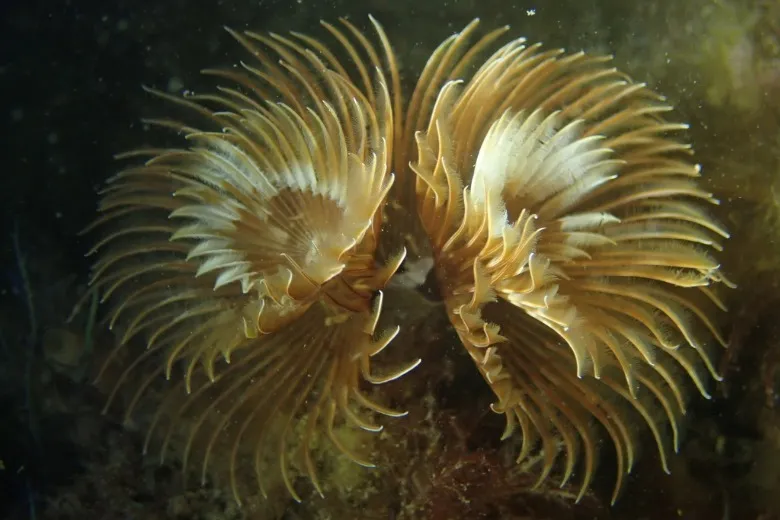 Bispira volutacornis