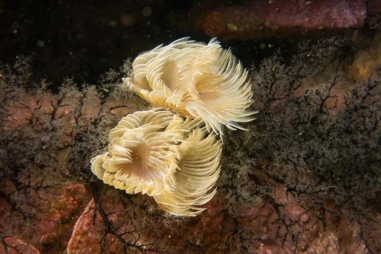 Bispira volutacornis