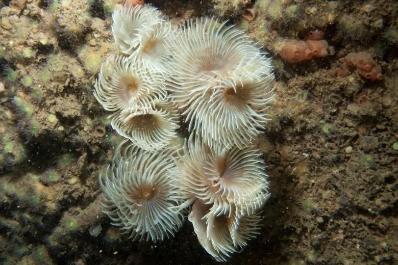 Bispira volutacornis