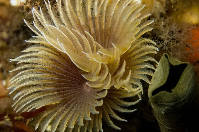 Bispira volutacornis