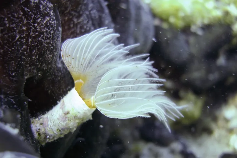 Protula tubularia