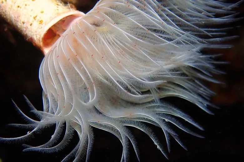 Protula tubularia