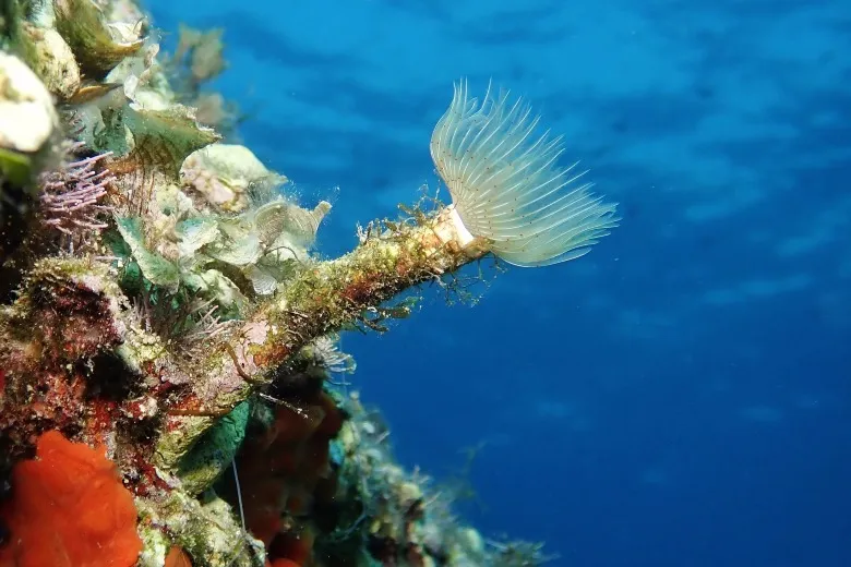 Protula tubularia